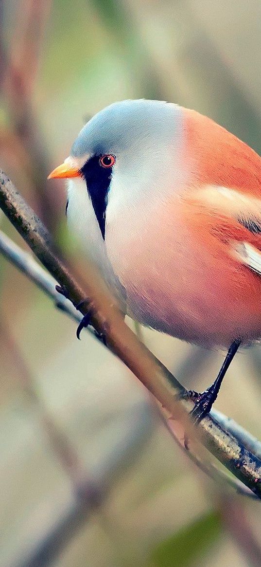 bird, pretty, sit, color