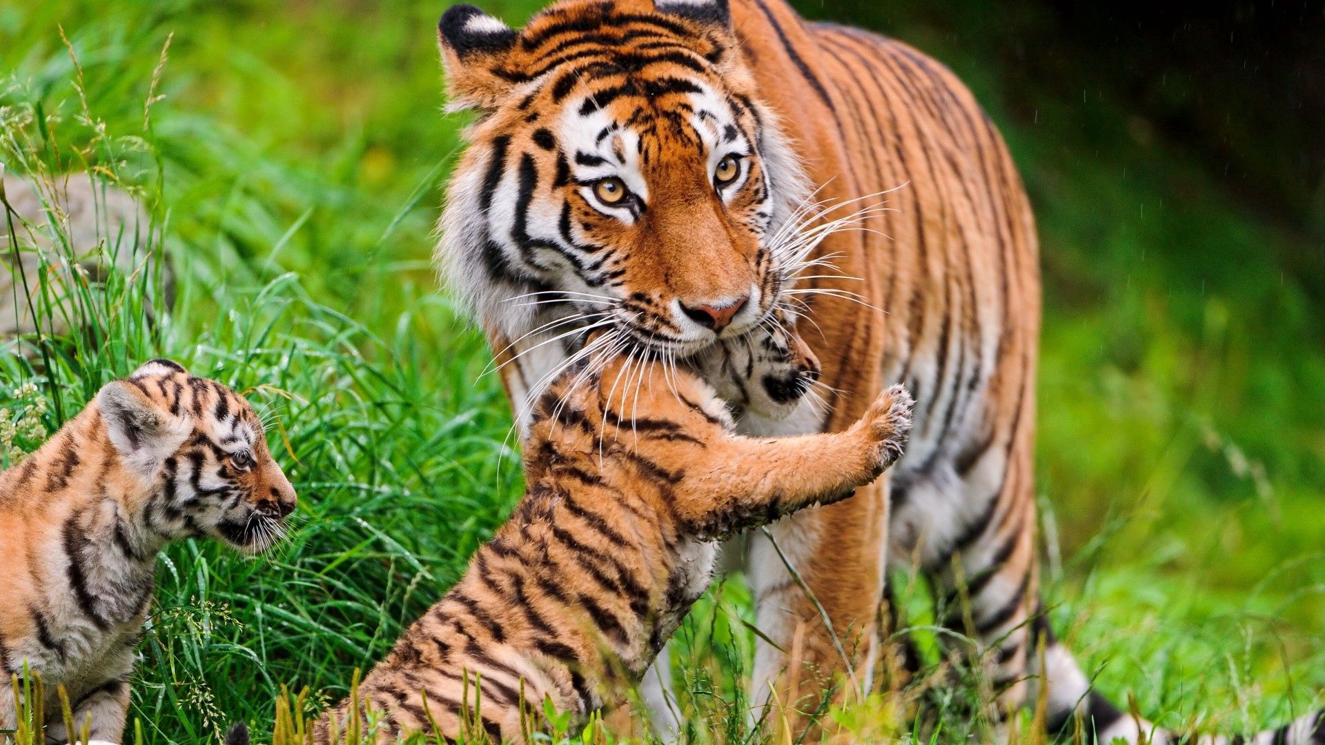 tiger, cubs, grass, care