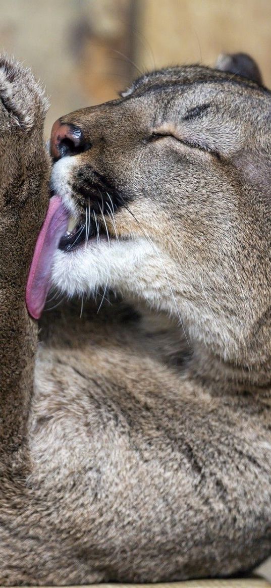 cougar, down, licking their lips