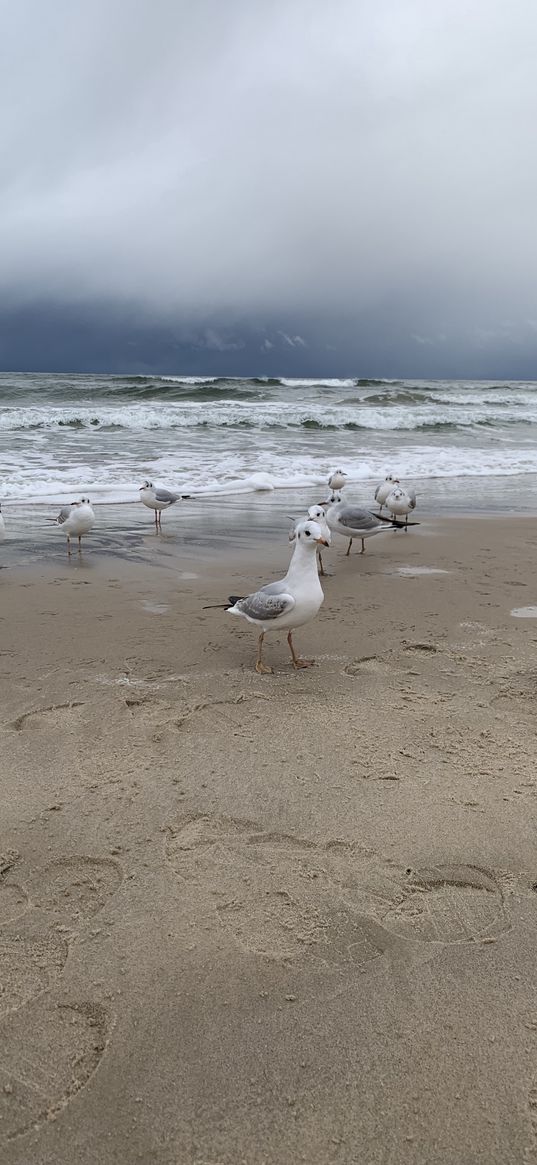 seagulls, beach, sea, sand