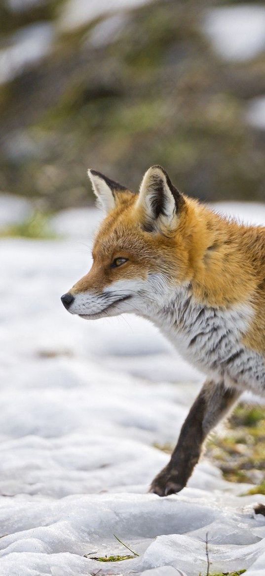 fox, snow, walking, hunting