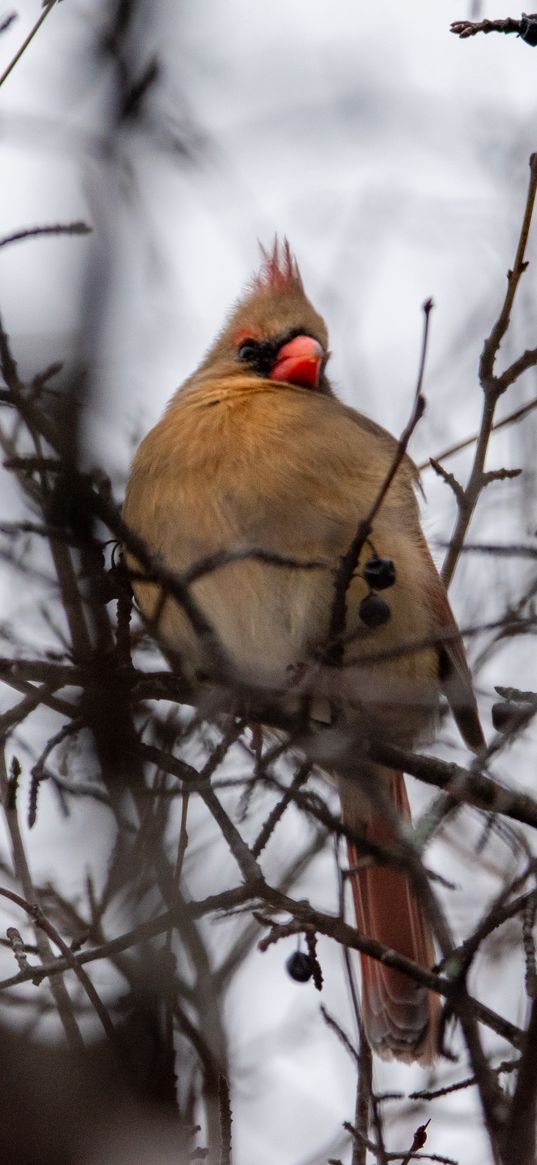 red cardinal, bird, blur, branches