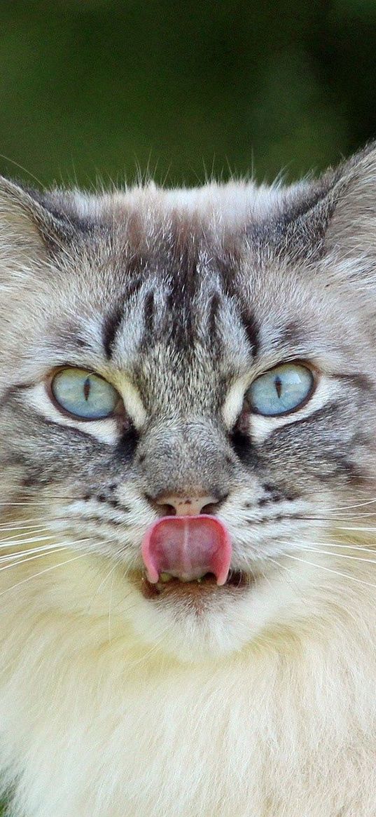 cat, muzzle, licking, fluffy