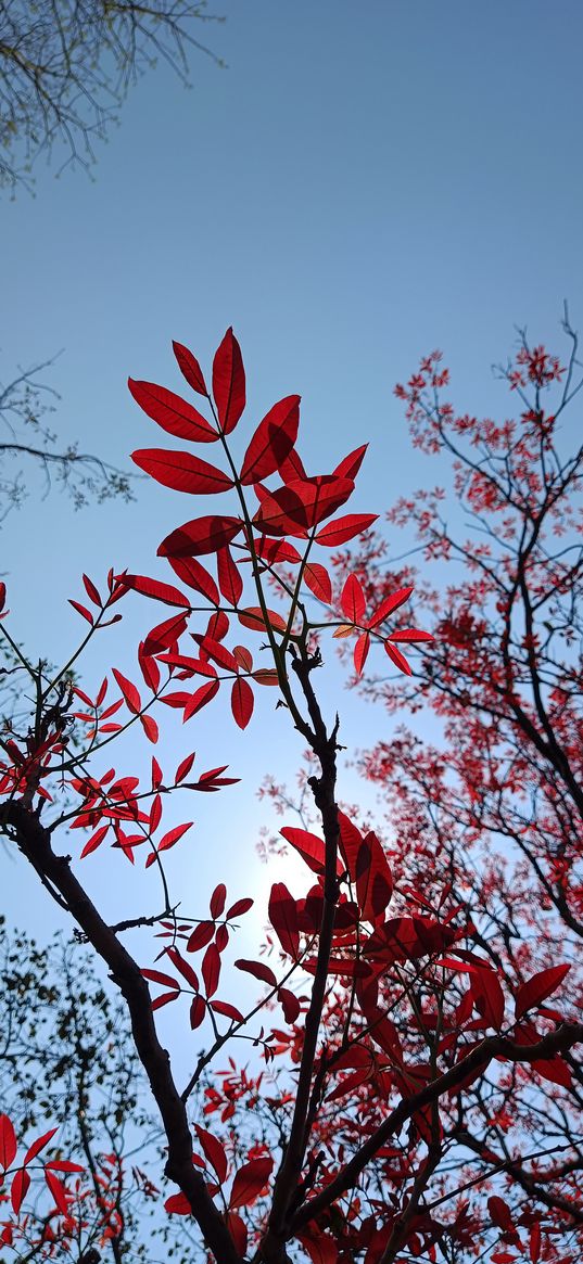 branches, leaves, tree, blue sky, red