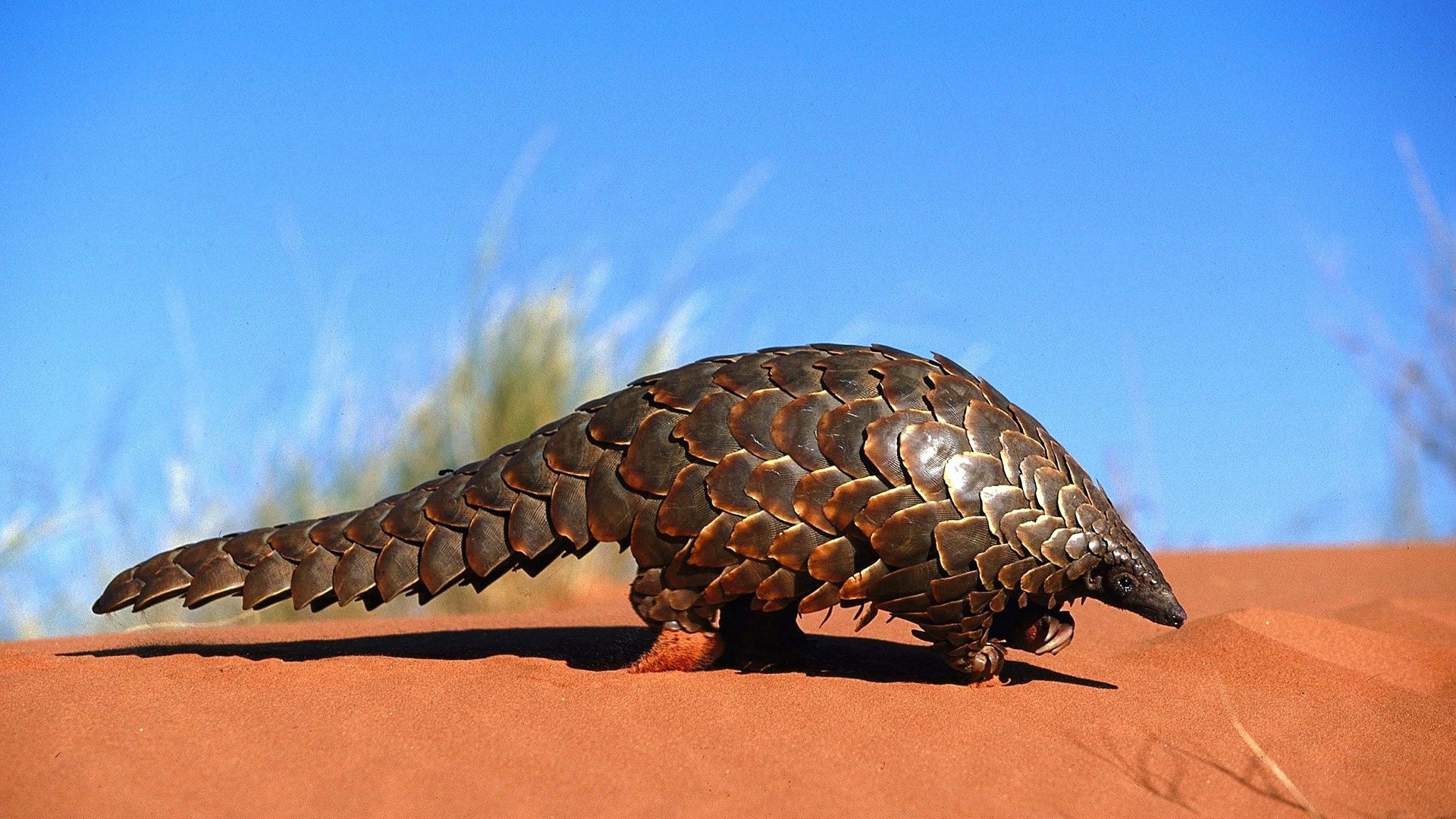 armadillo, sand, crawl