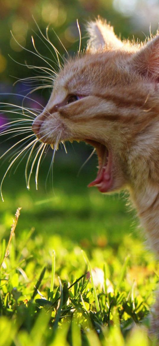 kitten, grass, creek, sunlight