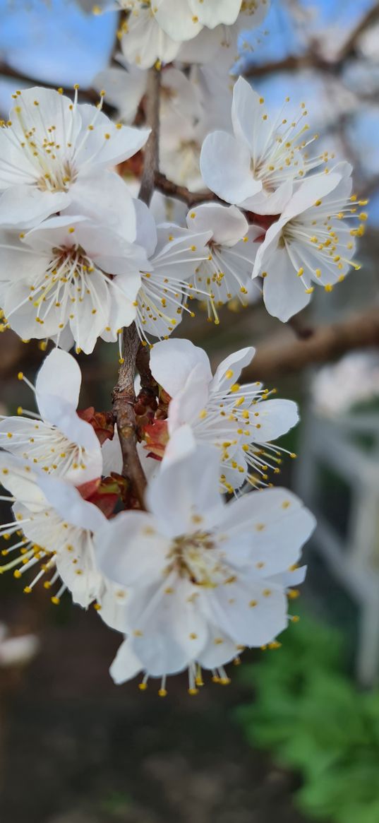 flowers, branches, apricot, tree, spring, plants, nature