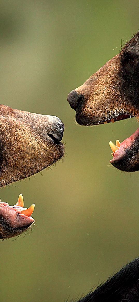 bears, couple, aggression