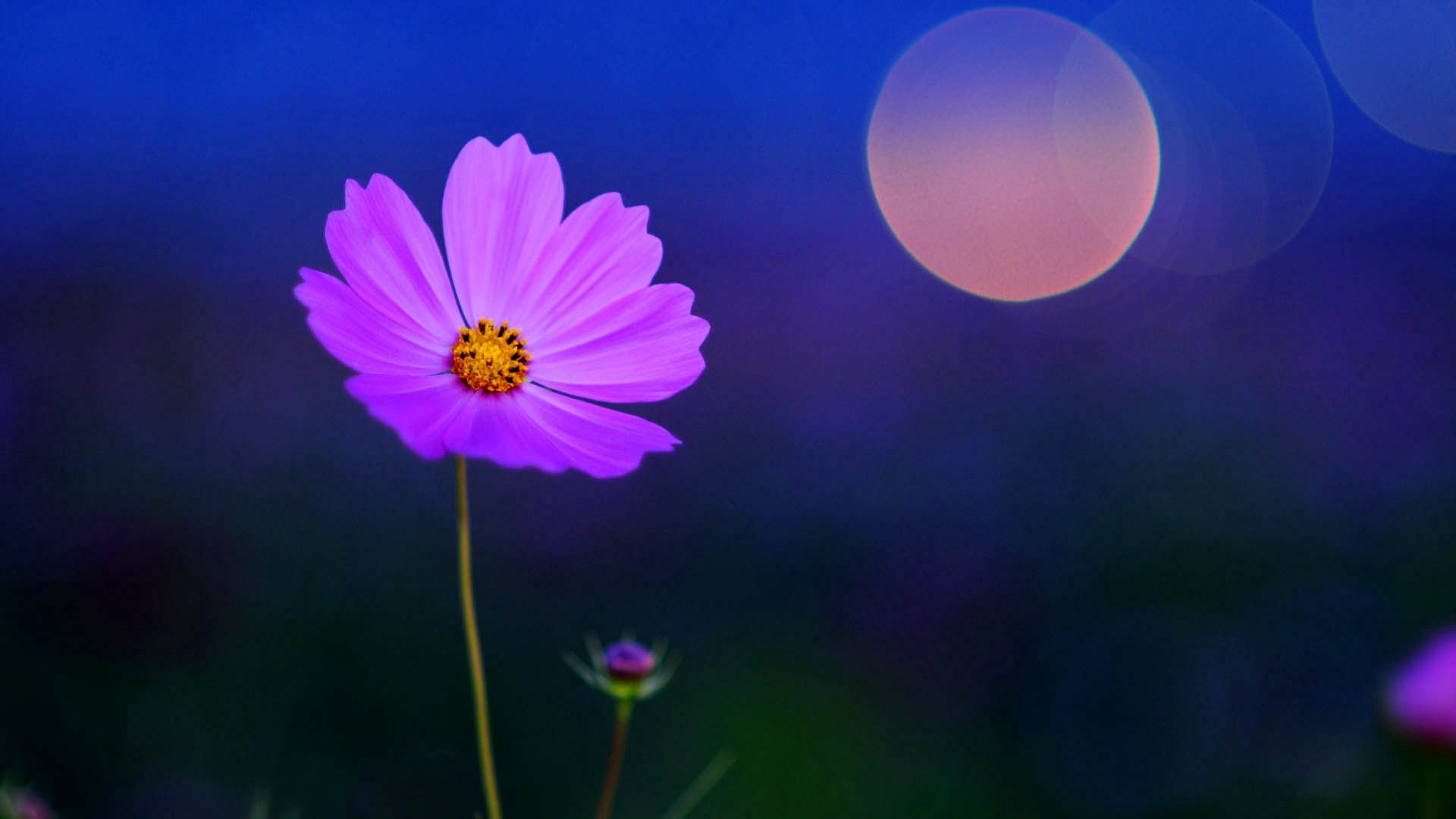 flower, field, motion blur, light