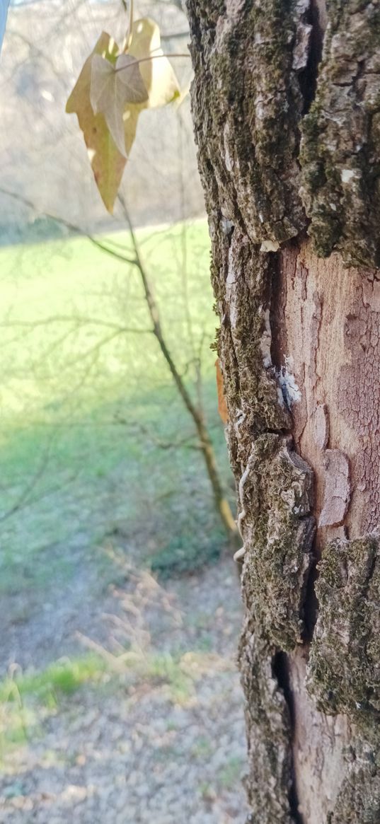 countryside, tree, sky, bark