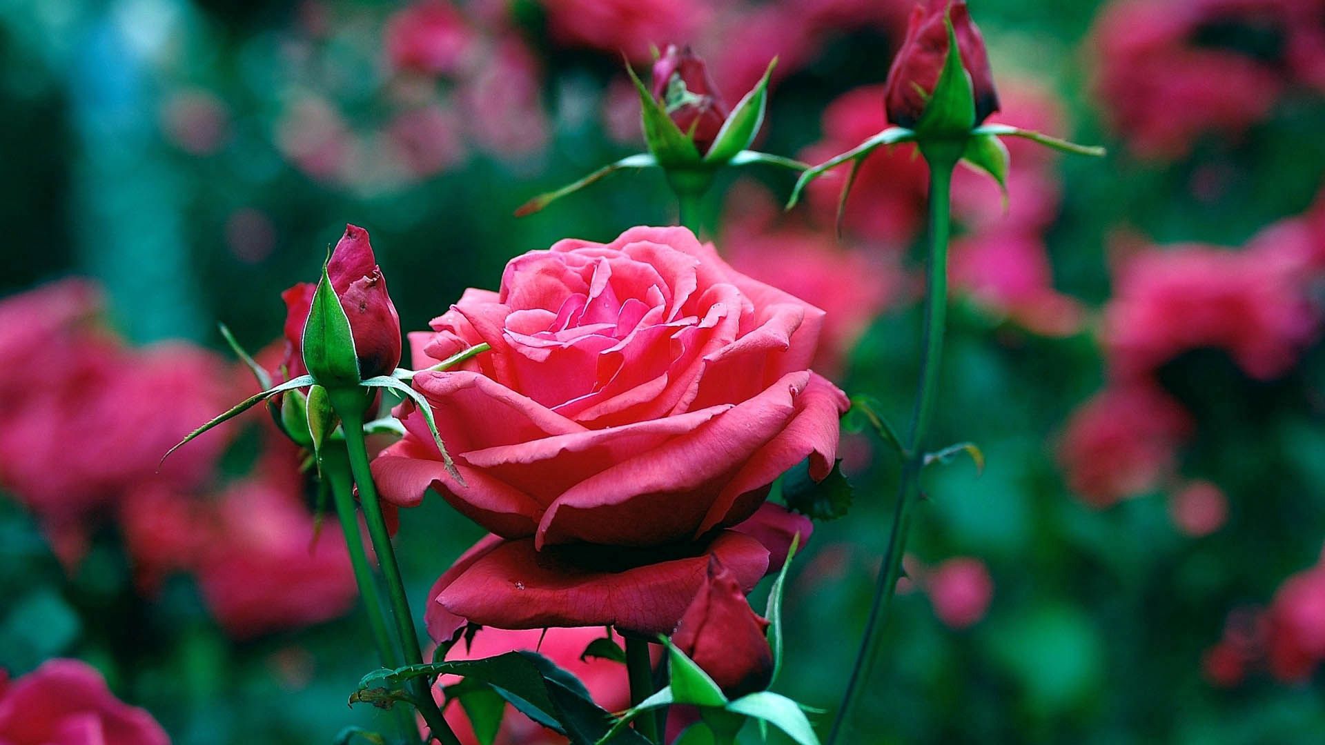 rose, petals, bud, flowers