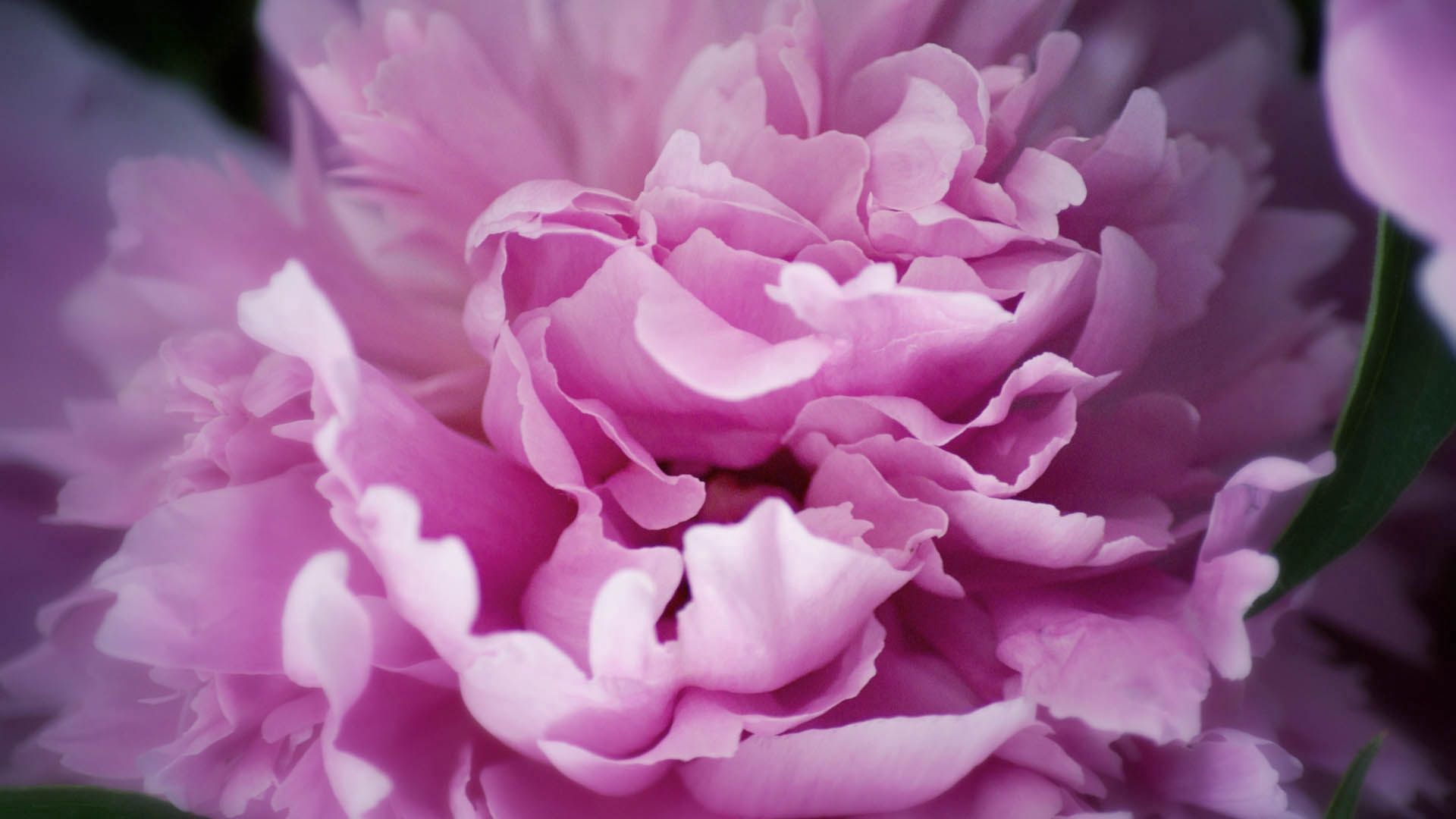 peony, flowers, plant