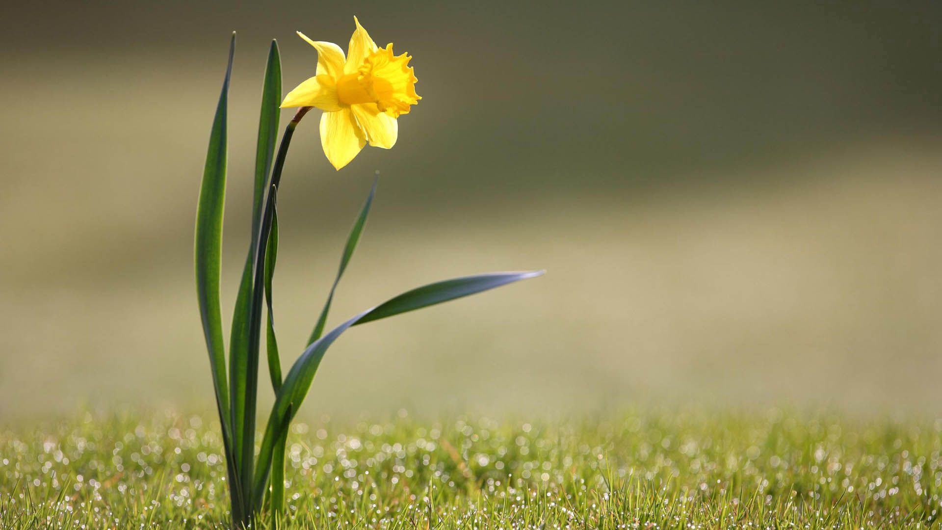 daffodil, flower, yellow, stem
