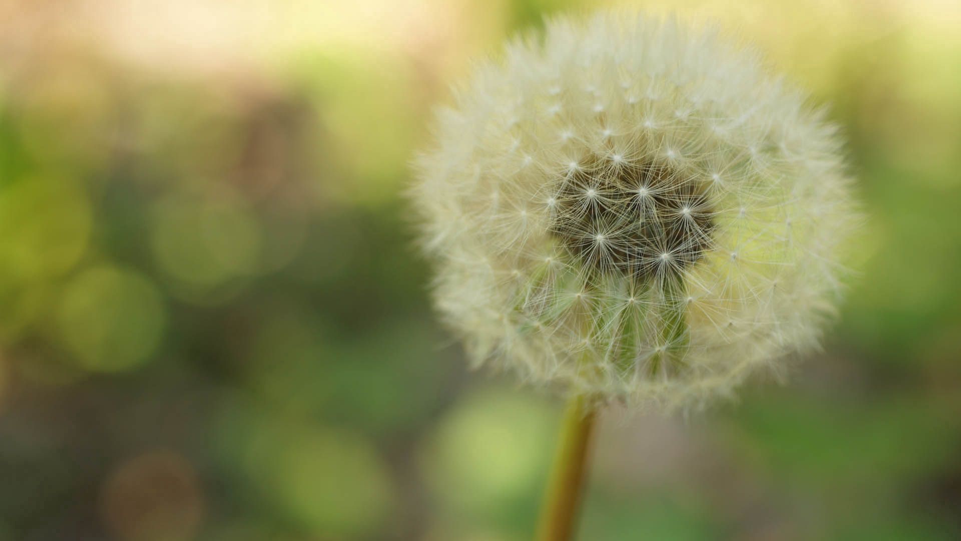 dandelion, plant, stalk