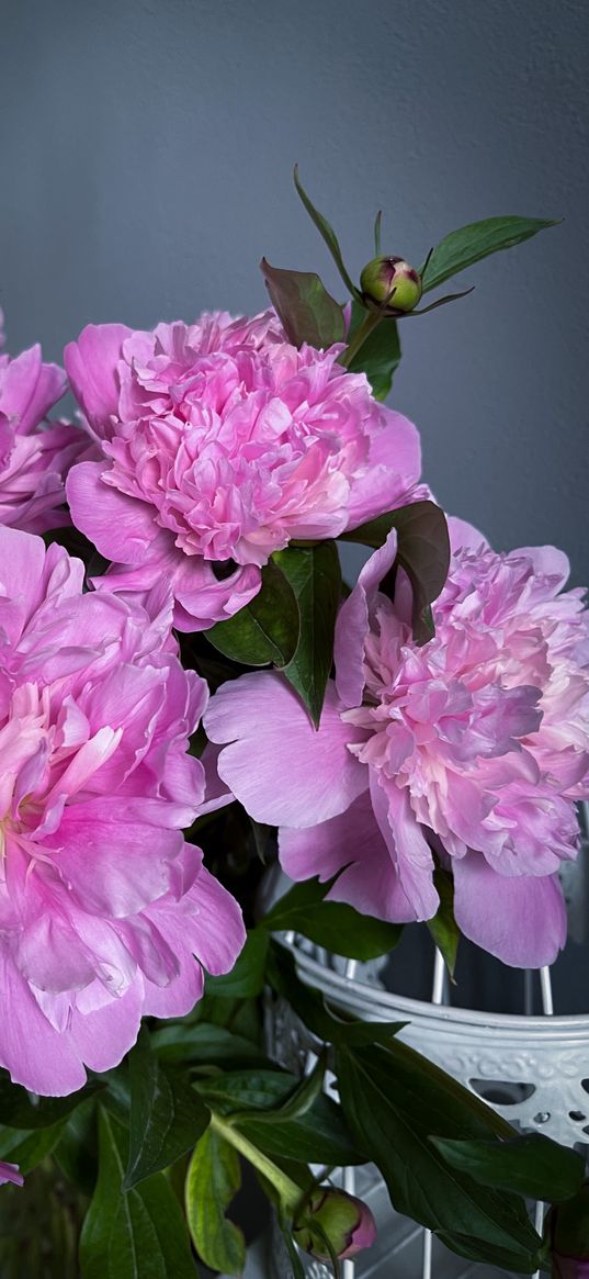 peonies, peony, pink, spring, tenderness, beauty