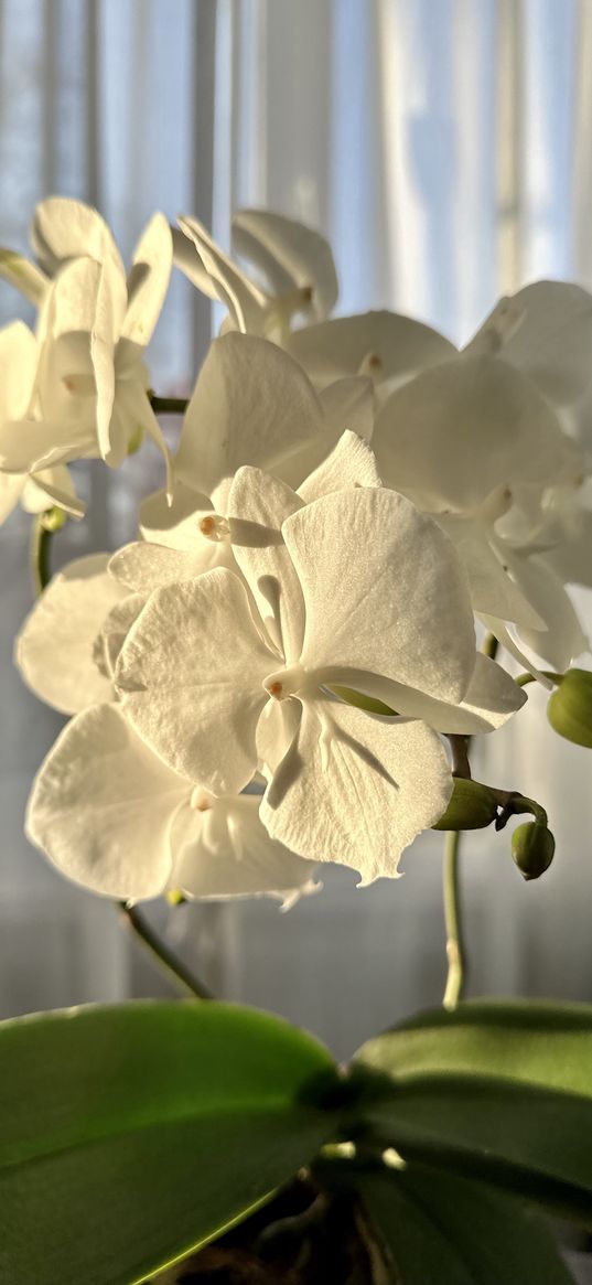 orchids, flowers, white, tenderness