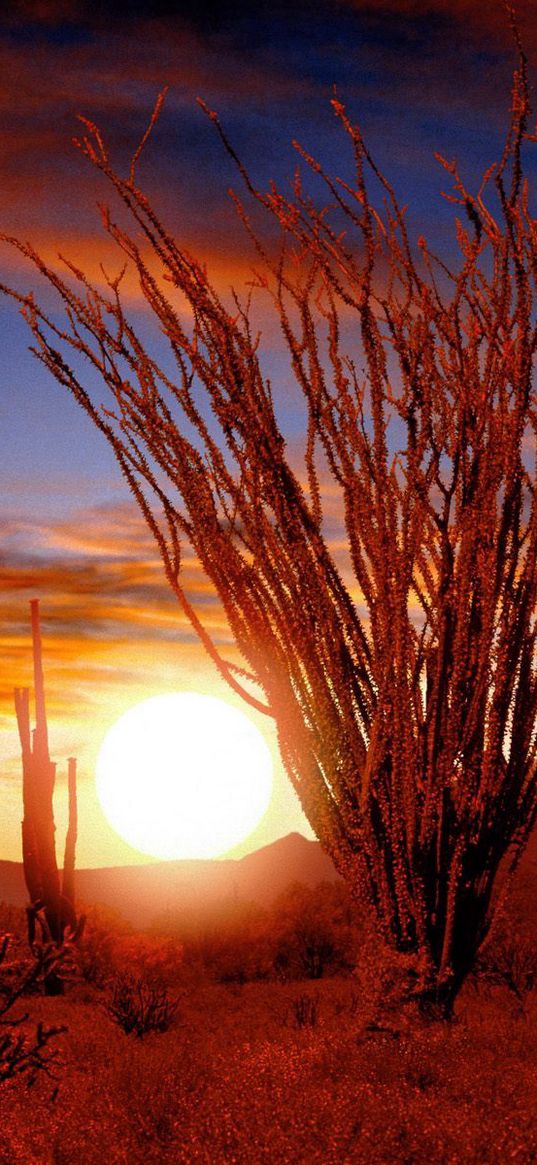 desert, bushes, sun, decline, vegetation, prickles