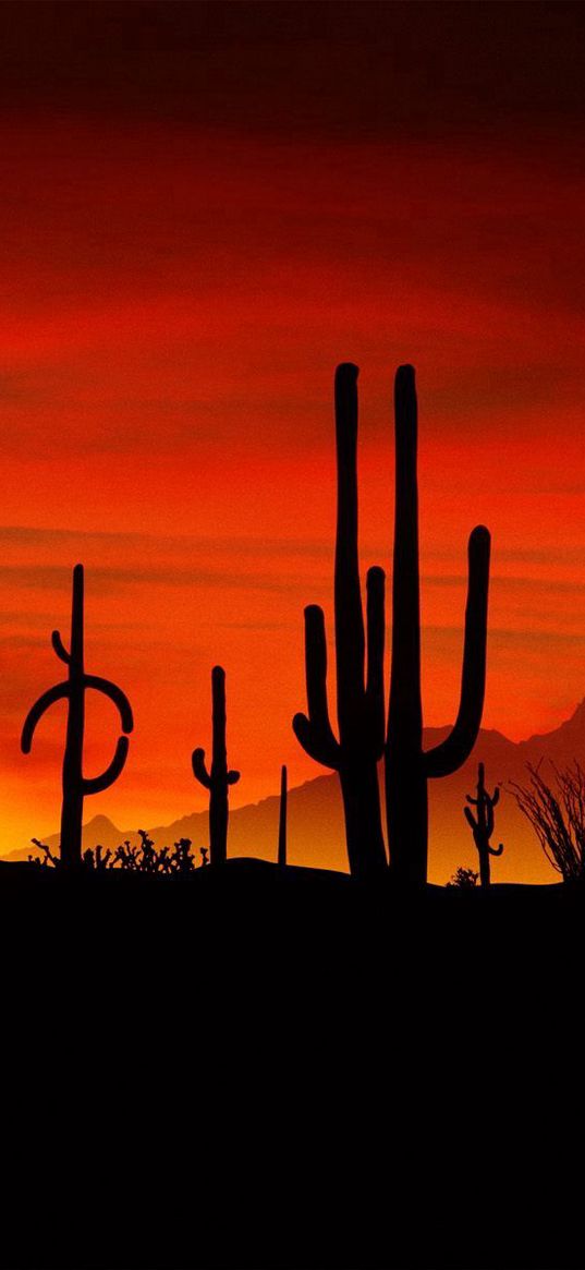 desert, cactuses, outlines, sun, decline, evening, figures