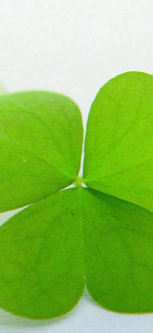 clover, shape, leaf, green