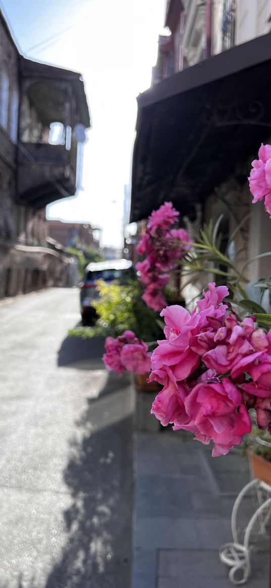 street, georgia, flowers, city, architecture