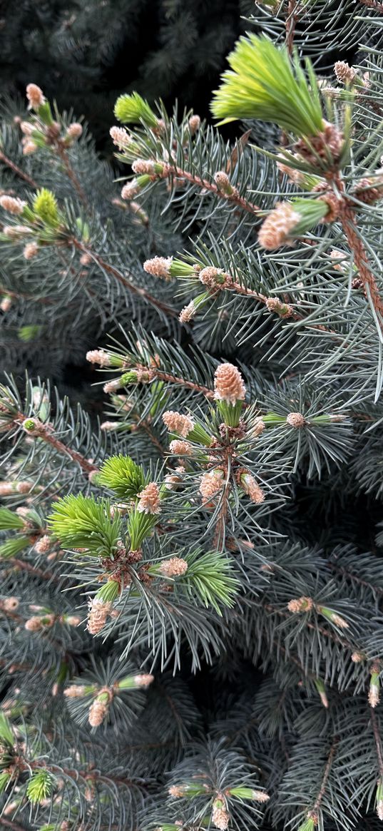 forest, nature, spring, autumn, summer, winter, cones, spruce, pine, trees