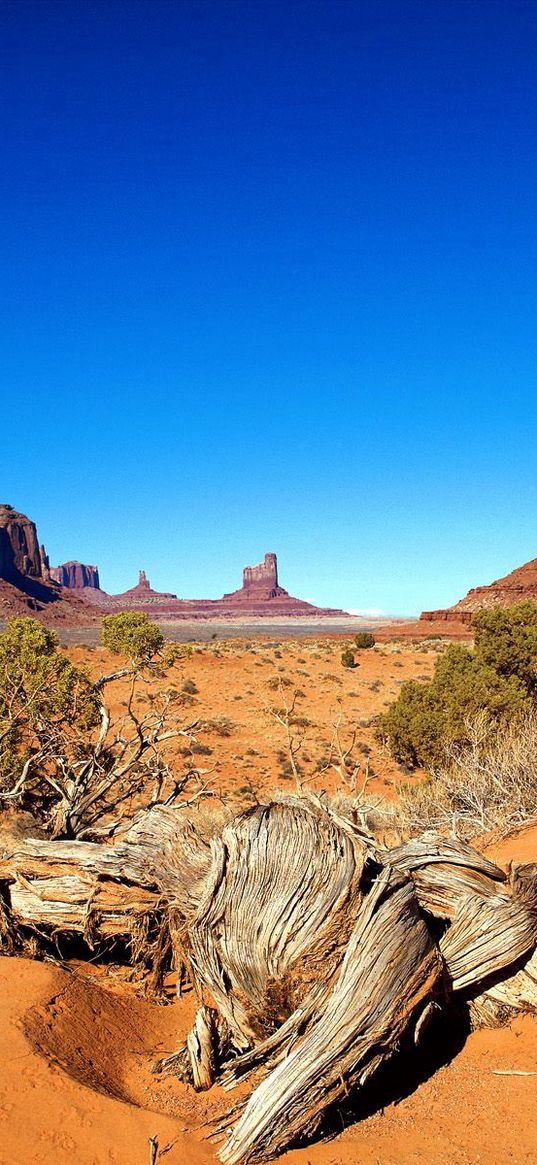 desert, drought, canyon, roots, bushes, vegetation