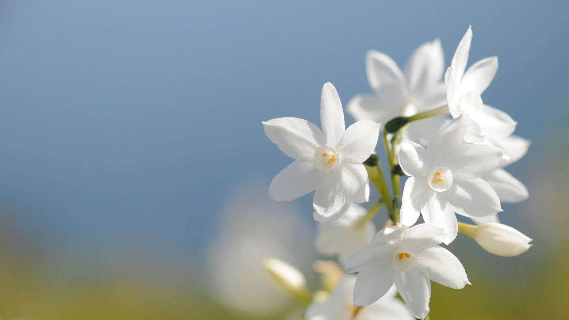 daffodil, flower, background