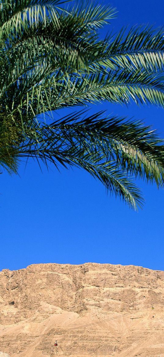 palm trees, canyon, leaves, mountain