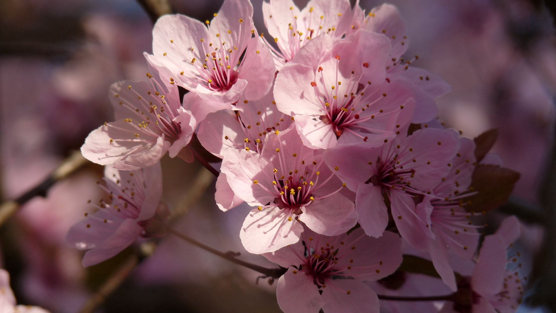 flowers, bloom, plant, spring