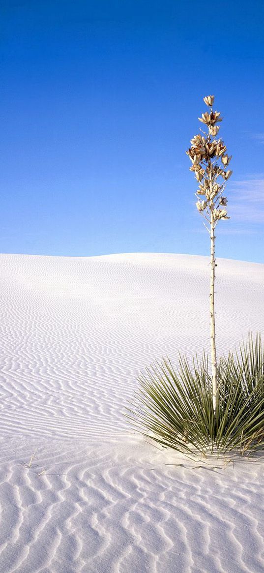 desert, plant, prickles, stalk, sand, lines