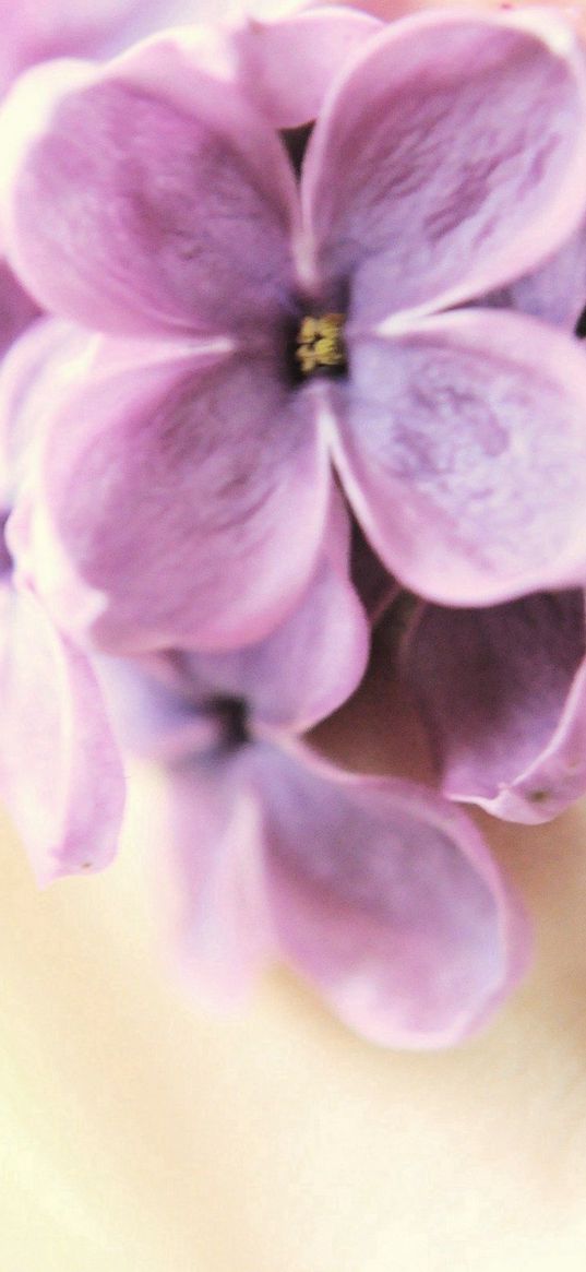 lilac, flowers, lips