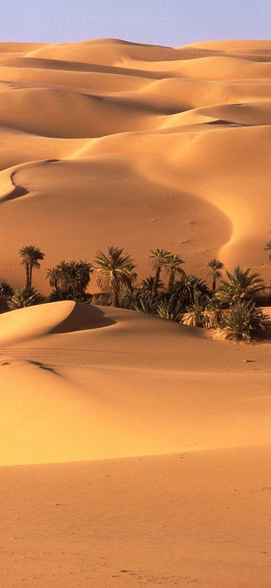 desert, oasis, vegetation, trees, palm trees, sand