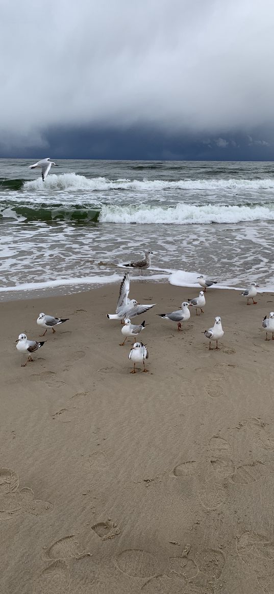 sea, beach, seagulls, sky