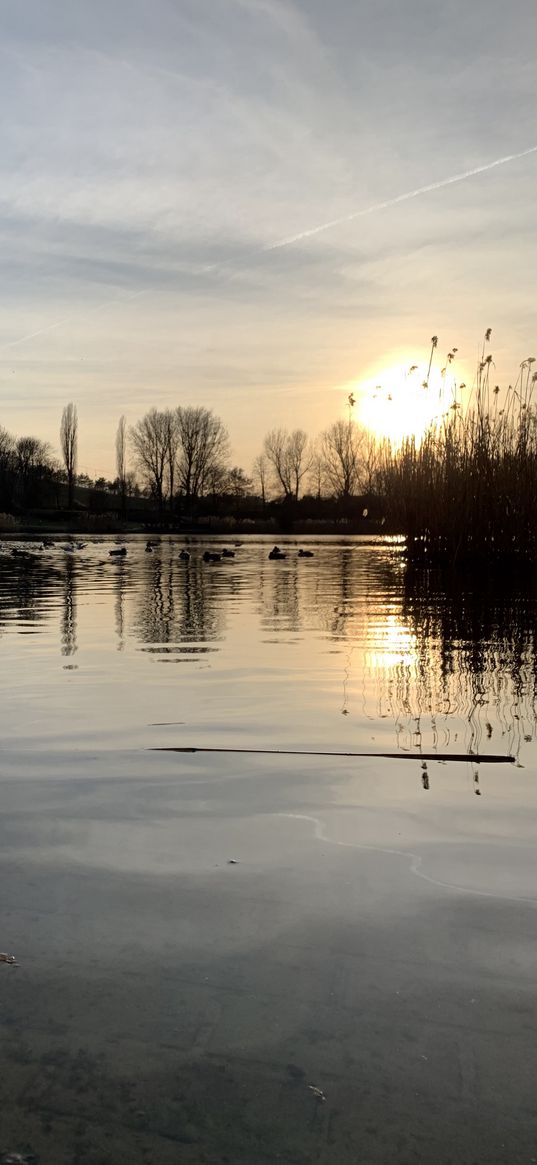 sunset, lake, nature, ducks