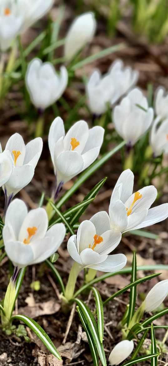 crocus, white, flowers, beauty