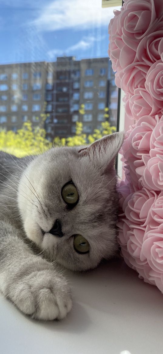 flowers, cat, pet, cute