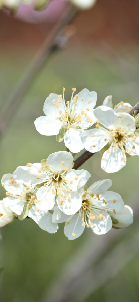 plum flowers, plum, flowers, petals, spring, white