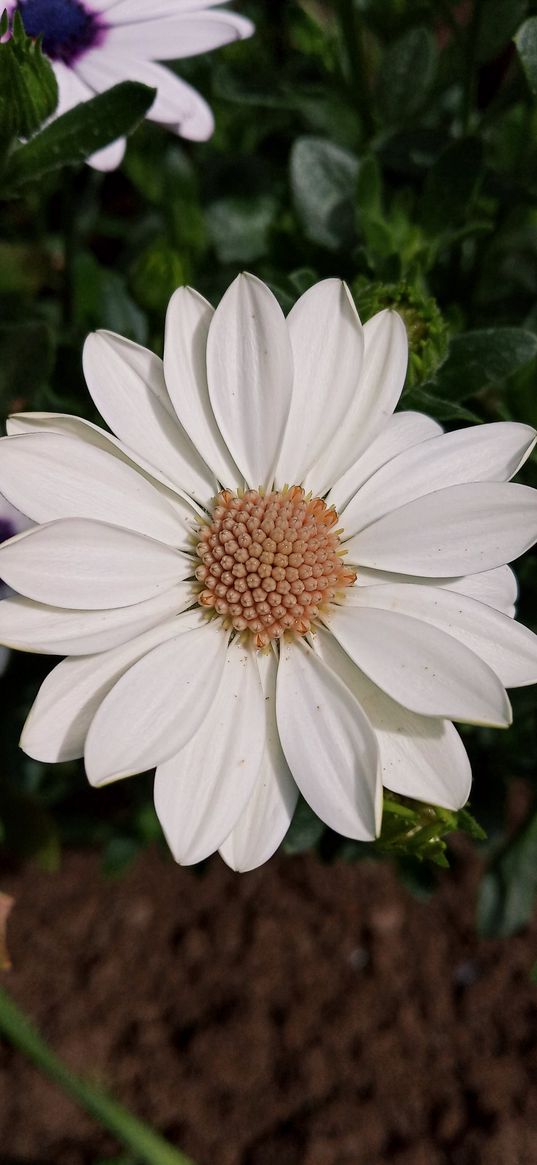 daisy, flower, white, yellow, petals