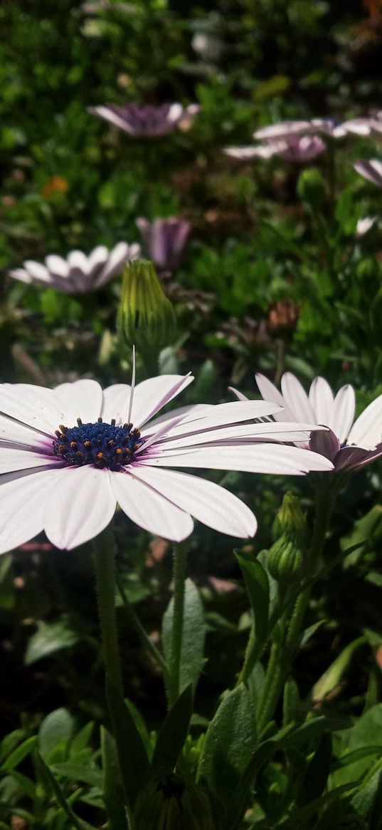 daisy, flower, white, purple, green, nature