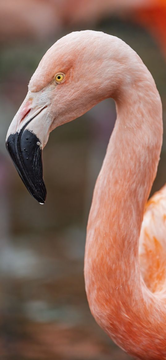 flamingo, beak, bird, wildlife