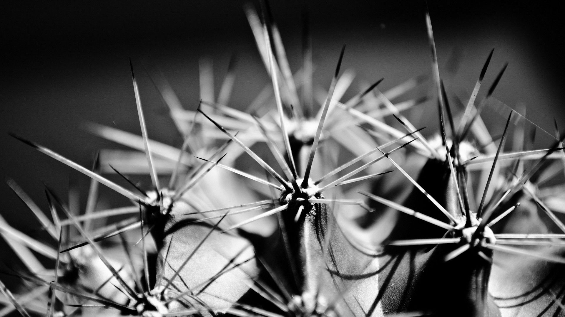 cactus, thorns, plant, black white