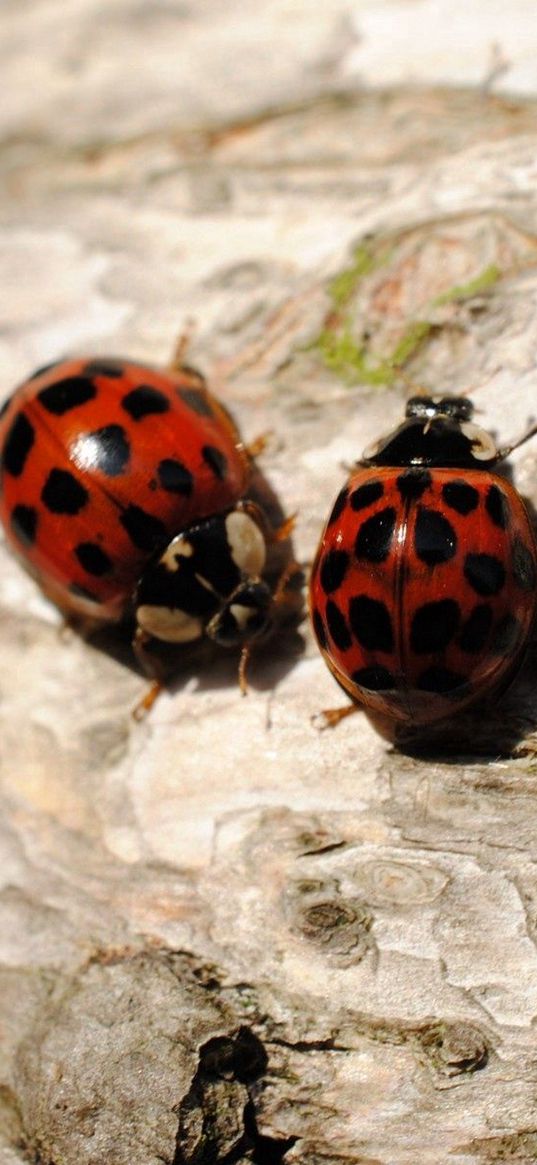 ladybugs, sitting, couple, insects