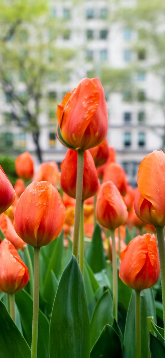 tulips, flowers, buds, spring, red