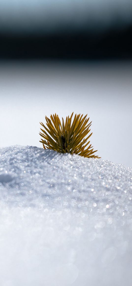 needles, snow, hill, macro, winter, minimalism, white