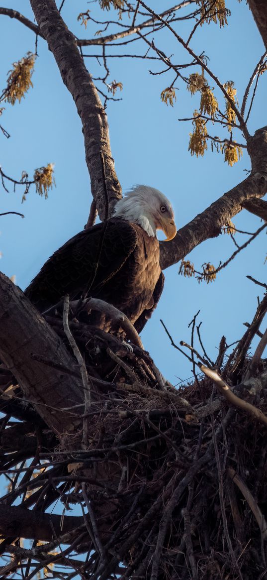 bald eagle, eagle, bird, tree, branches, wild nature