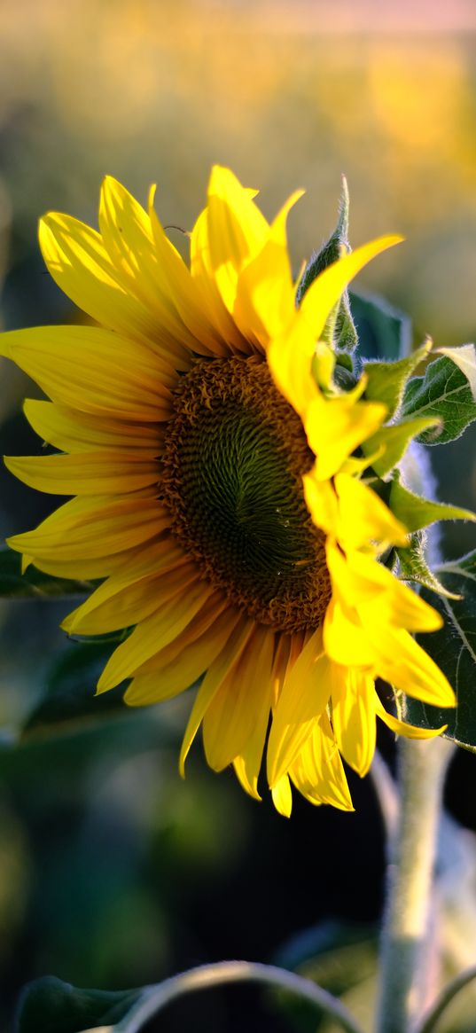 sunflower, petals, flower, yellow, summer