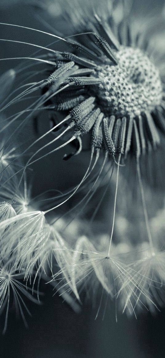 dandelion, plant, flower, seeds, feathers