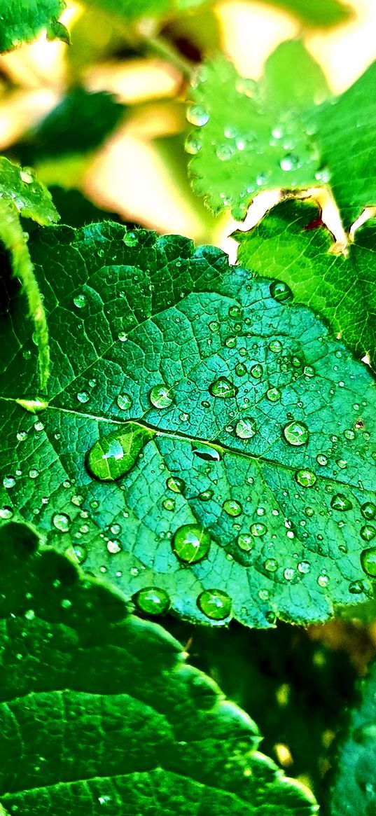 nature, tree, rain, alone, dark, raindrops