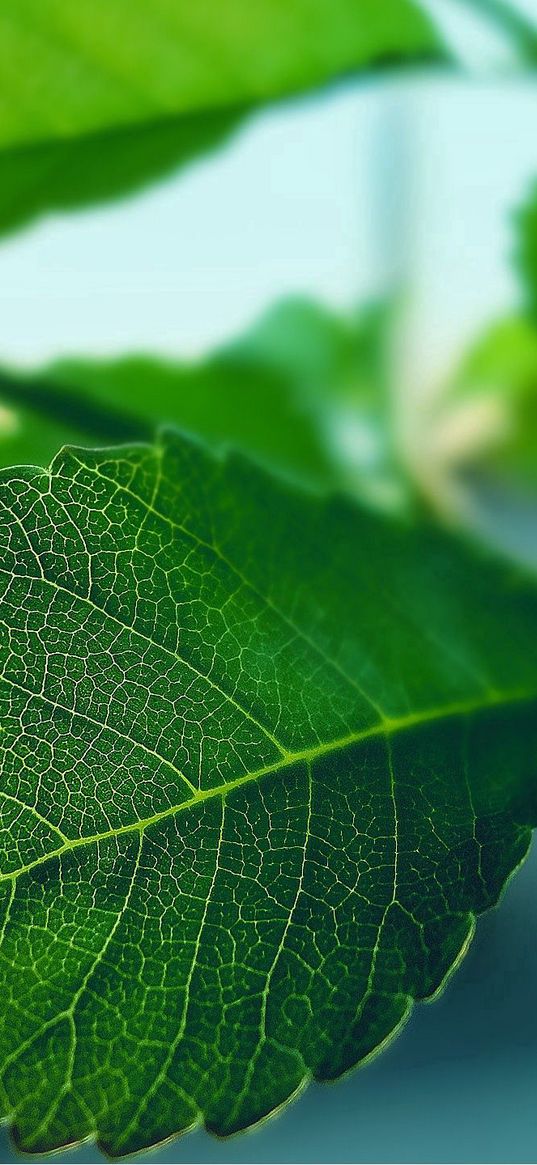 leaf, carved, form, green