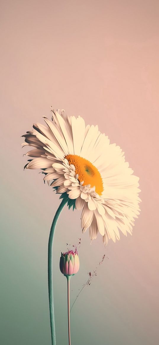 camomile, flower, bud, art, white